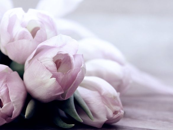 tulips-4072214_1920